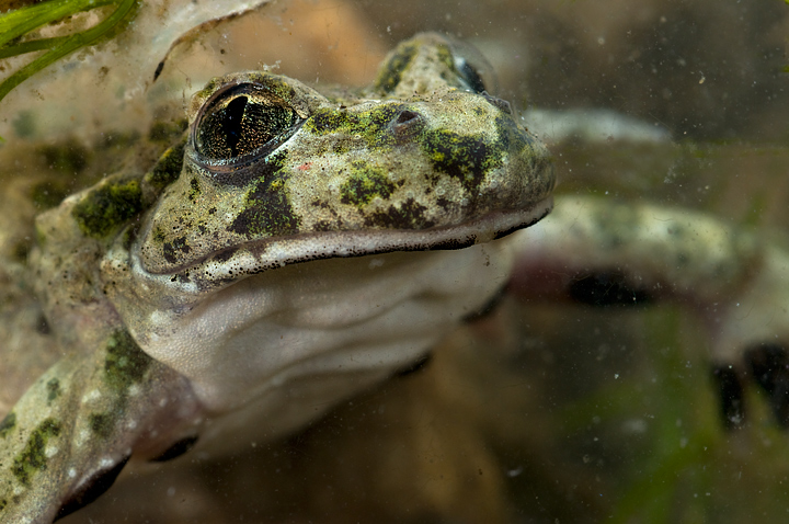 Pelodytes punctatus, Pelodite punteggiato, Common Parsley Frog, Sapillo moteado común